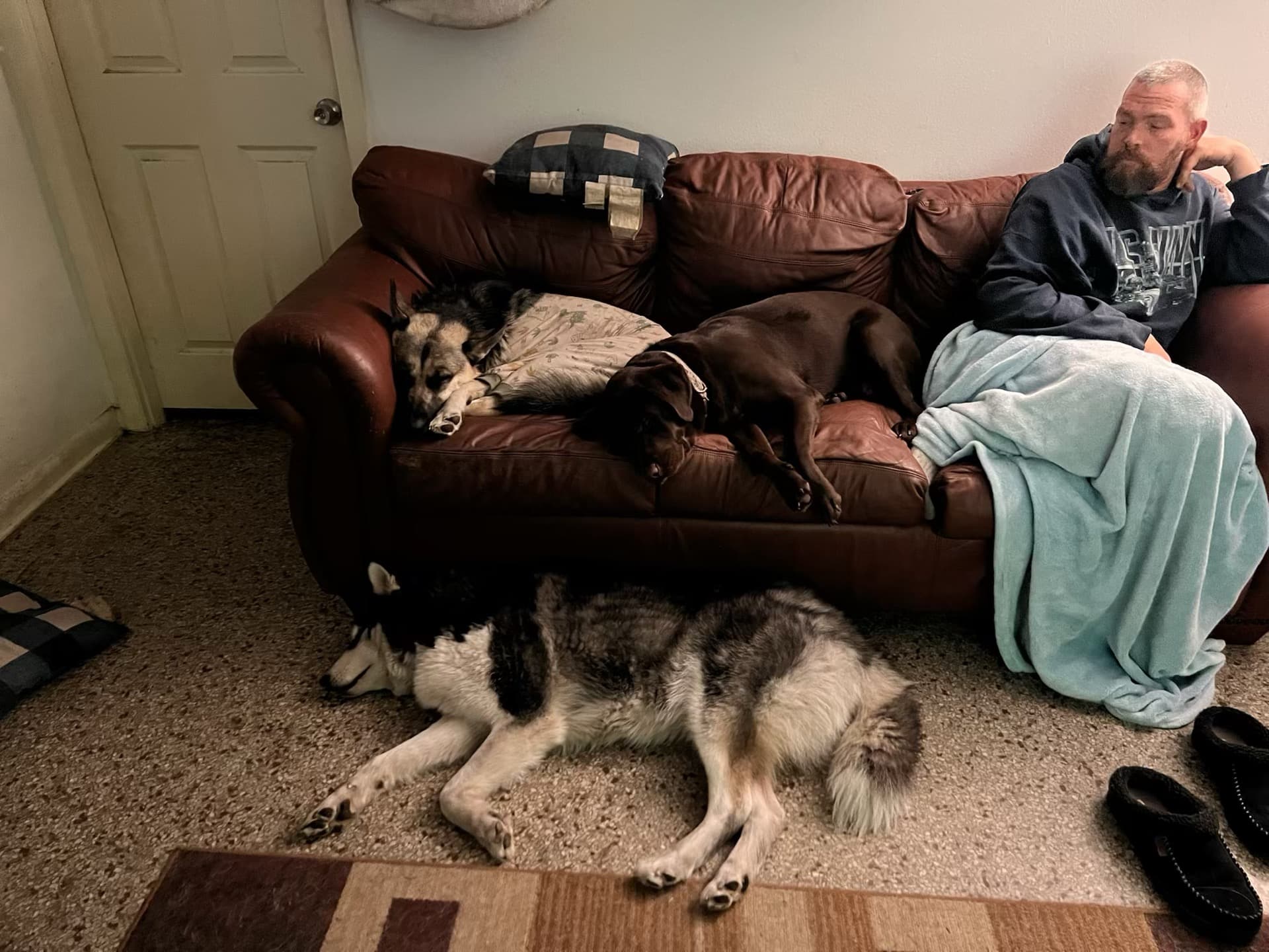 Dogs on couch